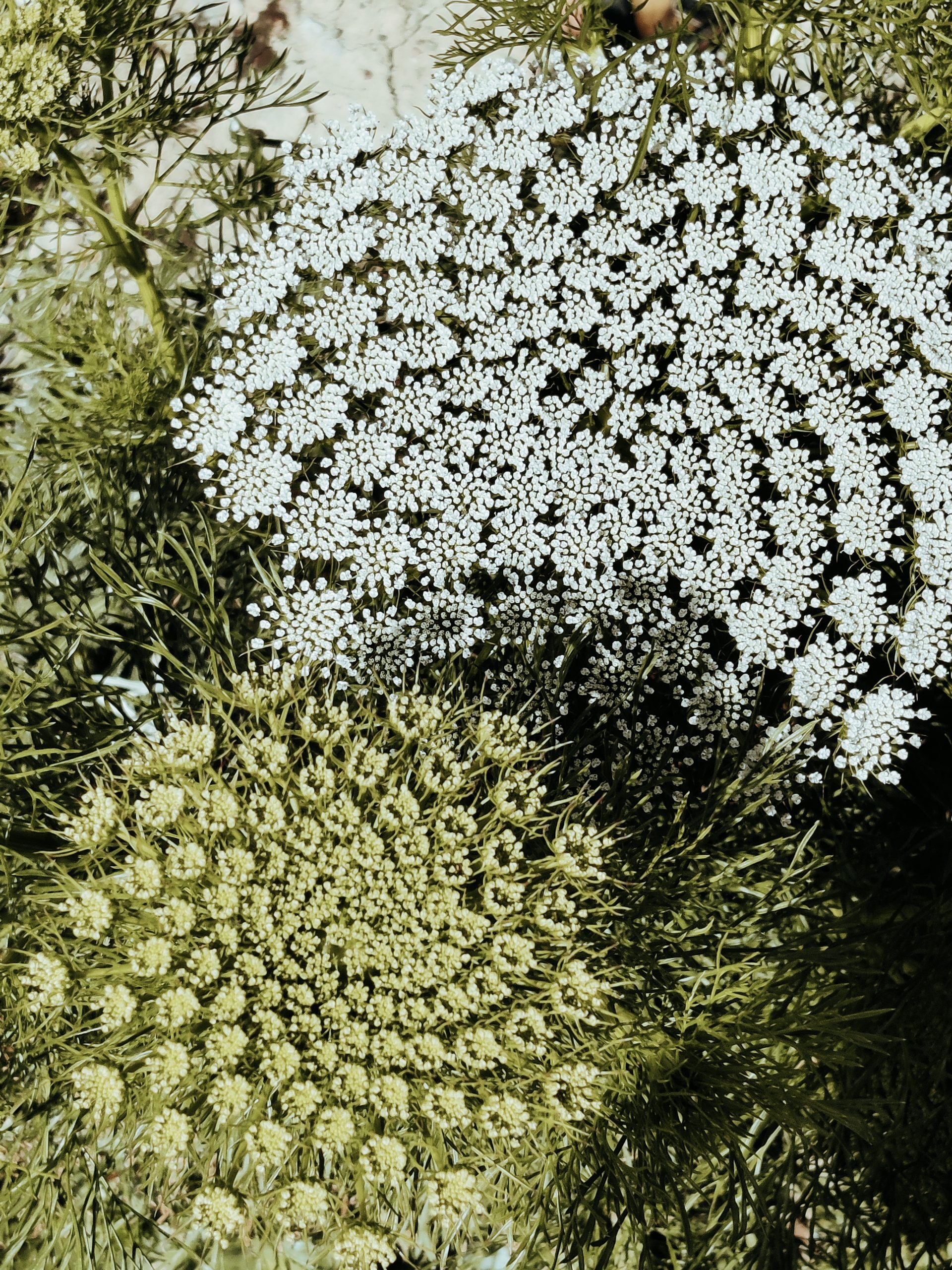 Wildflowers in bloom showing spiral patterns.
